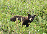 Mount Rainier National Park - Bear (close-up)