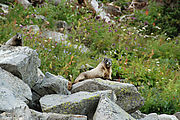 Mount Rainier National Park - Marmots