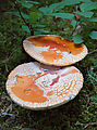 Mount Rainier National Park - Longmire - Mushroom