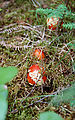 Mount Rainier National Park - Longmire - Mushroom