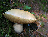 Mount Rainier National Park - Longmire - Mushroom