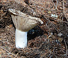 Mount Rainier National Park - Longmire - Mushroom