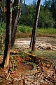 Mount Rainier National Park - Longmire - Iron Water - Thermal Action