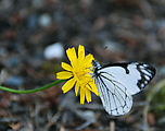 Mount Rainier National Park - Butterfly on Flower