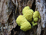 Mount Rainier National Park - Mushroom