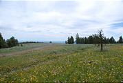 Wildflowers on Beacon Ridge Road
