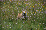 Corgi - Wildflowers on Beacon Ridge Road