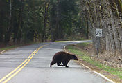 Bear - Crossing Road