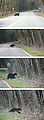 Bear - Crossing Road