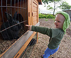 RI - Farm - Lyra - Rabbit RI - Farm - Lyra - Rabbit