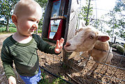 RI - Farm - Lyra - Feed Dispenser - Goat RI - Farm - Lyra - Feed Dispenser - Goat