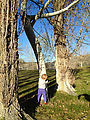 Steamboat Rock - State Park - Trees - Lyra