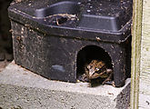 Tamarack - Frog - in Rat Trap