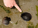 Beach - Tideflats - Hansville - Sand Dollars