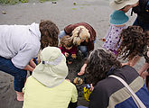 Beach - Tideflats - Hansville - Moon Snail - Group