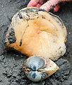 Beach - Tideflats - Hansville - Moon Snail
