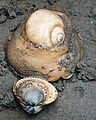 Beach - Tideflats - Hansville - Moon Snail