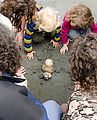 Beach - Tideflats - Hansville - Moon Snail
