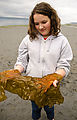 Beach - Tideflats - Hansville - Seaweed - Morgan