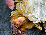 Beach - Tideflats - Hansville - Dead Crab