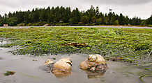 Beach - Tideflats - Hansville - Moon Snails