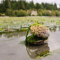 Beach - Tideflats - Hansville - Shell