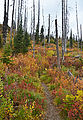 Shedroof Divide Trail - Leaves - Fall Colors