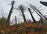 Shedroof Divide Trail - Leaves - Fall Colors