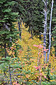 Shedroof Divide Trail - Leaves - Fall Colors