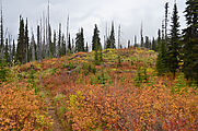 Shedroof Divide Trail - Leaves - Fall Colors