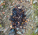 Shedroof Divide Trail - Bear Poop