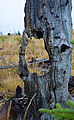 Shedroof Divide Trail - Mankato Mountain - Dead Tree Hole