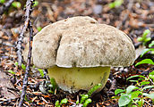 Muskegon Creek Camping - Mushroom