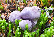 Muskegon Creek Camping - Mushroom - Purple