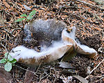 Muskegon Creek Camping - Mushroom - Fuzzy