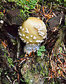 Muskegon Creek Camping - Mushroom