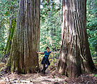 Granite Roosevelt Trail - Trees - Upper Cedar Grove