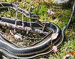 Granite Roosevelt Trail - Snakes