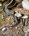 Granite Roosevelt Trail - Snakes