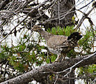 Abercrombie Mountain - Grouse