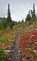 Abercrombie Mountain - Leaves - Fall Colors