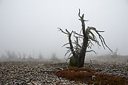 Abercrombie Mountain - Summit - Fog - Dead Tree