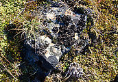 Bangs Mountain - Campsite - Lichens - Rock