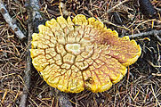 Sherman Loop Trail - Mushroom