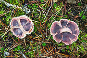 Sherman Loop Trail - Mushroom