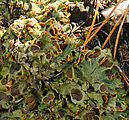 Sherman Loop Trail - Lichens