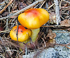 Sherman Loop Trail - Mushroom