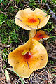 Sherman Loop Trail - Mushroom