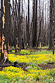 Table Mountain - Burnt Trees - Wildflowers