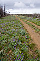 Table Mountain - Road South of Lion Rock - Wildflowers